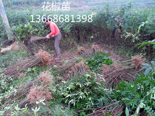 攀枝花九叶青花椒苗供应