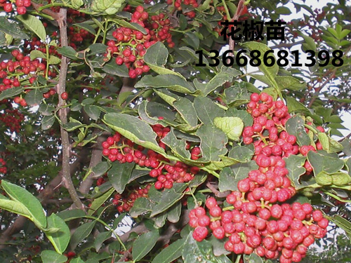 芜湖狮子头花椒苗0.8公分