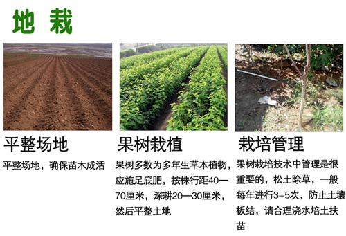 河南花椒苗四年苗