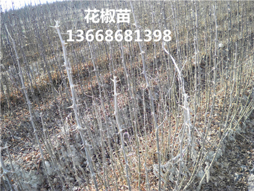 攀枝花花椒苗在线咨询
