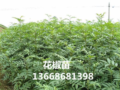 黄山花椒树苗哪里有