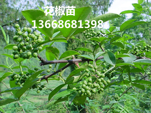 榆林花椒苗栽培方法
