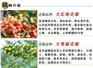 阿坝九叶青花椒苗销售