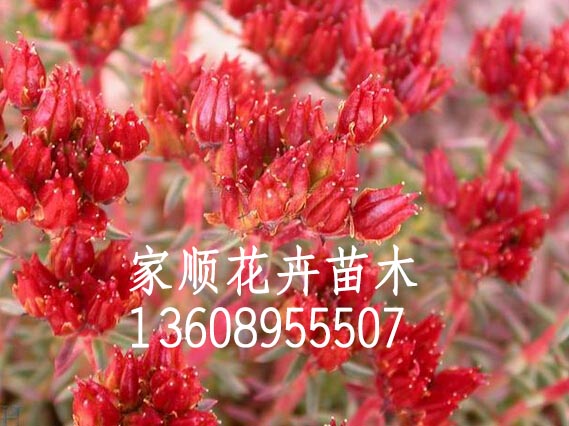 家顺--【牵牛小苗】@【牵牛价格】@【牵&nbsp;&nbsp;牵牛基地