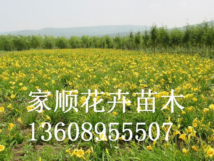 山东大花萱草,大量出售山东大花萱草 山东大花萱草小苗