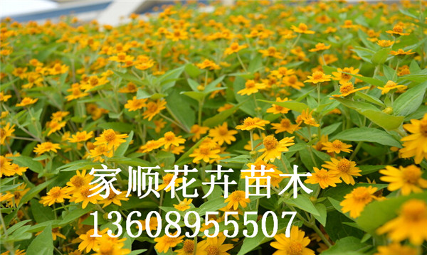 【BIU~】万寿菊小苗+万寿菊价格+万寿&nbsp;&nbsp;万寿菊基地
