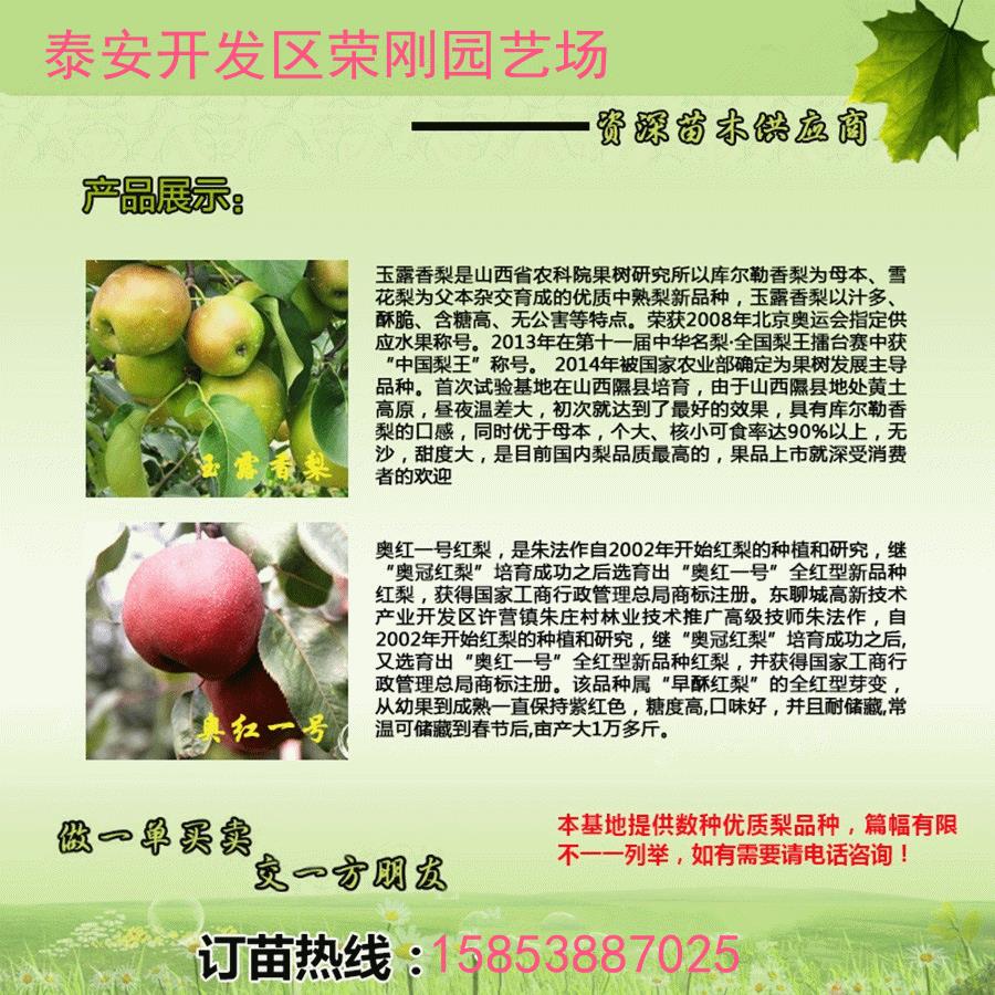河北张家口玉露香梨树苗产品介绍