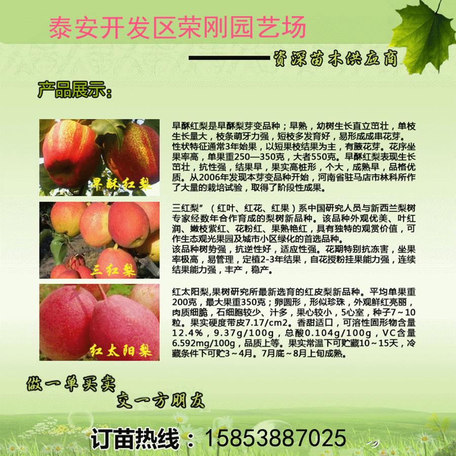 河北张家口玉露香梨树苗产品介绍