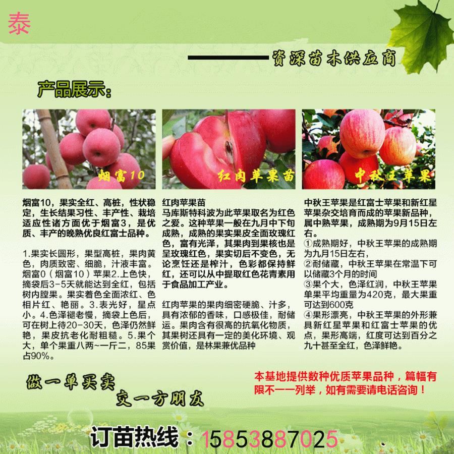 山东青岛红心的苹果树苗产品图片