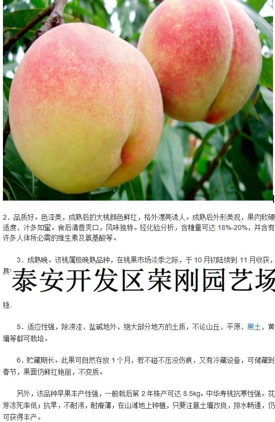 甘肃定西国庆成熟的桃树苗产品图片