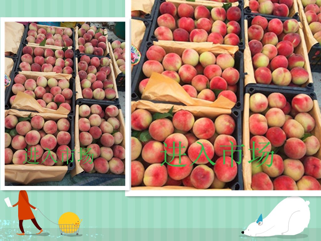陕西西安国庆成熟的桃树苗产品介绍