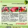 山西朔州红色之爱11906苹果苗价格