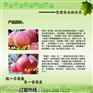 山东淄博红心的苹果树苗产品图片