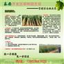 安徽铜陵红色之爱11906苹果苗产品图片