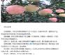陕西延安红心的苹果树苗产品介绍