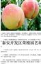 甘肃武威新品种晚熟桃树苗产品图片