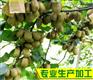 奇异果苗当选安徽蓝源农业-早熟猕猴桃苗价
