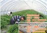 农用无纺布厂家、瑞信、瑞信无纺布有限公司