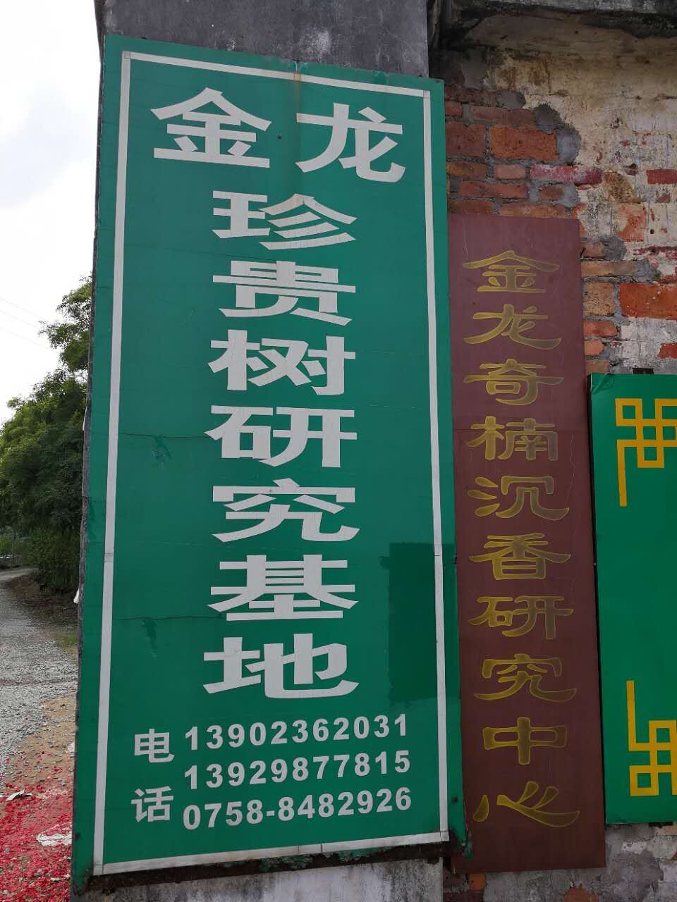 印度黄檀在哪买，黄檀木图片&nbsp;&nbsp;印度黄檀木&nbsp;&nbsp;景丰苗印度黄檀树