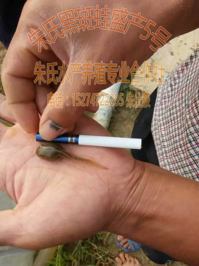 西藏黑斑蛙蝌蚪种苗 益阳口碑好的黑斑蛙蝌  黑斑蛙种苗