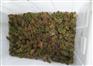 益阳价格合理的黑斑蛙种蛙全饲料养殖供应-