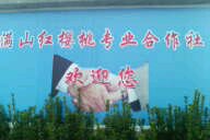 赞皇县满山红樱桃苗木合作社