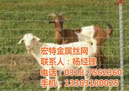 养殖荷兰网,四川荷兰网,荷兰网厂家(图)&nbsp;&nbsp;荷兰网价格&nbsp;&nbsp;荷兰网价钱