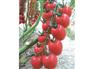 西红柿种子批发市场 粉果西红柿种子