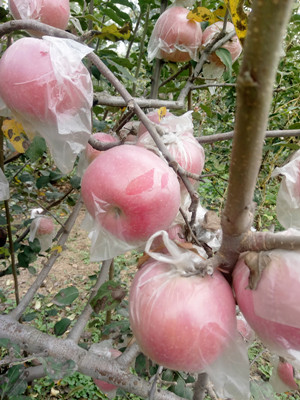 陕西渭南红富士苹果批发大荔县红富士苹果基地  大荔县苹果产地  高山红富士苹果
