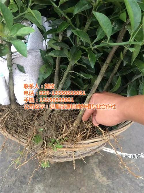 mac口红 桔色、泸州市红桔、欣源桢楠( 收购红桔皮 红桔油