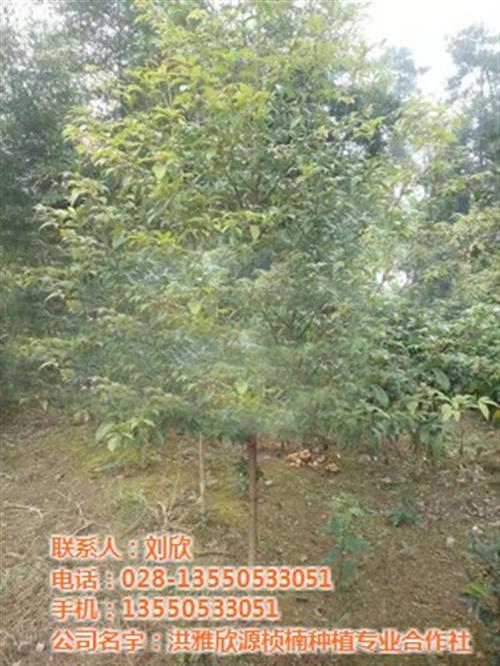 酸梅汤的功效_阆中市酸梅_欣源桢楠(查看&nbsp;&nbsp;酸梅粉&nbsp;&nbsp;酸梅汤怎么做