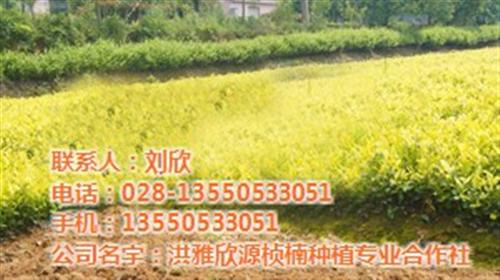 金堂县酸梅,欣源桢楠,酸梅汤图片 酸梅汤的做法 酸梅汤的功效