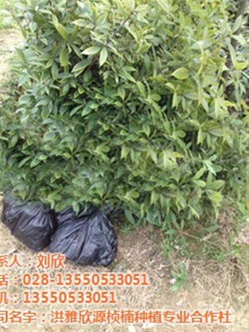 三清山黄金茶,黄金茶,欣源桢楠(图)&nbsp;&nbsp;保靖黄金茶&nbsp;&nbsp;浙江黄金茶