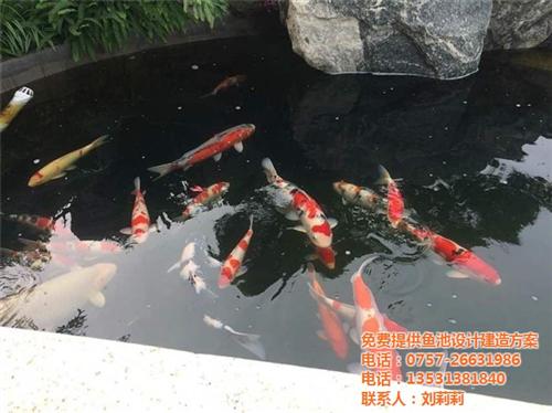 金碧林|锦鲤鱼池设计|惠州家庭鱼池设计  肇庆别墅鱼池设计  清远假山鱼池设计
