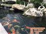 深圳庭院鱼池设计|家庭鱼池设计|金碧林(