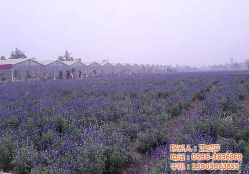 薰衣草花海|晋中薰衣草|爱萍花卉苗木(多&nbsp;&nbsp;薰衣草基地&nbsp;&nbsp;薰衣草价格