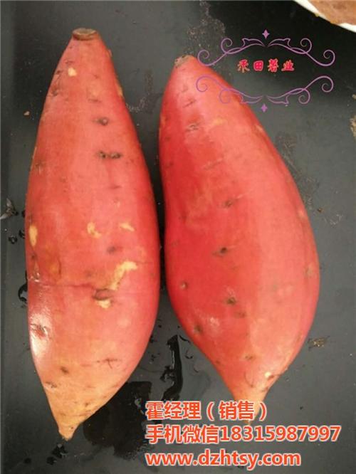 烟薯25_禾田薯业_烟薯25培育技术&nbsp;&nbsp;夏津烟薯25&nbsp;&nbsp;德州烟薯25