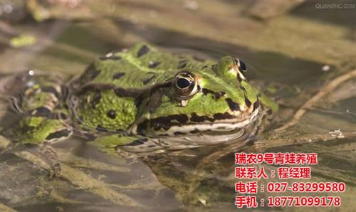 武汉瑞和园生态农业有限公司,青蛙养殖,青  找青蛙养殖专业技  青蛙养殖技术大全  青蛙养殖价格批发