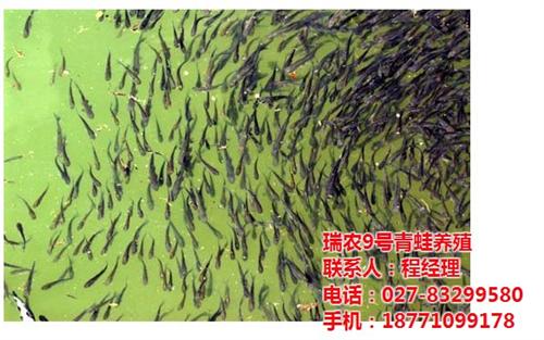 武汉瑞和园生态农业有限公司,黑斑蛙,黑斑  黑斑蛙养殖存活高  黑斑蛙养殖年入百  黑斑蛙养殖 效益