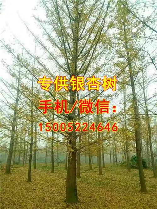 银杏价格,爱国银杏,14cm银杏价格  青岛银杏价格  都江堰银杏价格