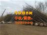 银杏价格价格、银杏价格、爱国银杏(多图)