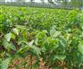 江西新余岱香核桃苗种植基地