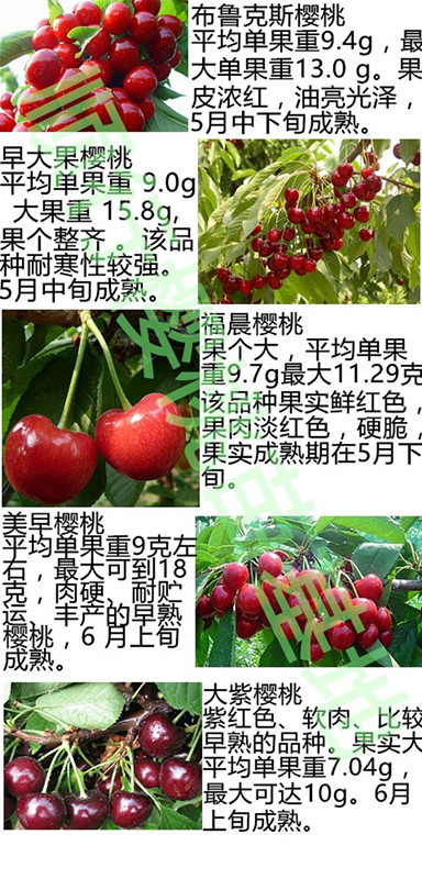 晋中中油16号油桃树苗-嫁接果树苗招商