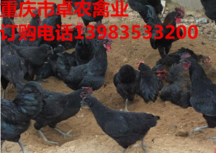咸丰地区养殖黑鸡苗最近市场频涨 黑鸡苗营养高  黑鸡苗批发  黑鸡苗报价