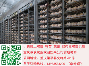 咸丰地区养殖黑鸡苗最近市场频涨 黑鸡苗营养高  黑鸡苗批发  黑鸡苗报价