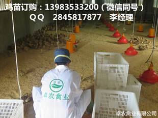 湖北黑鸡苗的真正营养殖价值 卓农黑鸡苗供应市场  黑鸡苗批发  黑鸡苗最近市场  黑鸡苗营养
