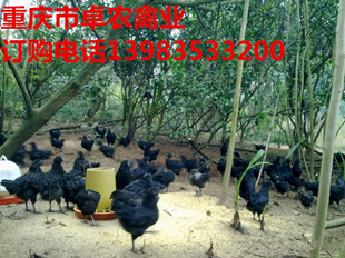 湖北黑鸡苗的真正营养殖价值 卓农黑鸡苗供应市场  黑鸡苗批发  黑鸡苗最近市场  黑鸡苗营养