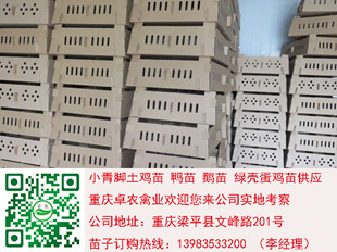 重庆香鸡苗最近价格 云阳香鸡苗养殖前景  香鸡苗价格  香鸡苗行情  正宗香鸡苗市场