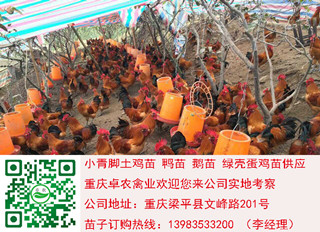 乐至供应香鸡苗，黑鸡，青脚土鸡苗乌皮红羽土鸡苗  香鸡苗提供  黑鸡苗批发  土鸡苗价格