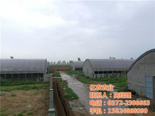 养猪大棚,亿农农业,养猪大棚多少钱&nbsp;&nbsp;如何建造养猪大棚&nbsp;&nbsp;养猪温室大棚造价